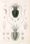 Mollusques: 1.- 5. Sèche vermiculée. (Cap de bonne-espérance.); 6.-14. Séche mamelonneé. (Cap de bonne-espérance.).