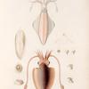 Mollusques: 1. Sèche deux lignes; 2.-11. Sèche à longs bras.