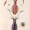 Mullusques: 1. Sépioteuthe austral; 2.- 6. Sépioteuthe de maurice.