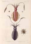 Mullusques: 1. Sépioteuthe austral; 2.- 6. Sépioteuthe de maurice.