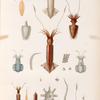 Mollusques: 1. 2. Calmar de Vanikoro. (Vanikoro.); 3.- 7. Sèche australe. (Banc des Anguilles.); 8.- 13. Sépiole linéolée. (Nouv-Hollande.); 14.- 22. Onychoteuthe armé. (Célèbes.)