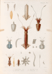 Mollusques: 1. 2. Calmar de Vanikoro. (Vanikoro.); 3.- 7. Sèche australe. (Banc des Anguilles.); 8.- 13. Sépiole linéolée. (Nouv-Hollande.); 14.- 22. Onychoteuthe armé. (Célèbes.)