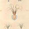 Mollsques: 1. 2.  Poulpe lunulé; 3. Poulpe cordiforme; 4. Poulpe de Western; 5. Poulpe membraneux.