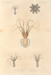 Mollsques: 1. 2.  Poulpe lunulé; 3. Poulpe cordiforme; 4. Poulpe de Western; 5. Poulpe membraneux.