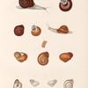 Mollusques: 1. 2. Hélice alfour; 4. 5. Hélice mammillaire; 6.- 9. Hélice granulée; 10.- 13. Hélice papoua.