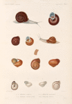 Mollusques: 1. 2. Hélice alfour; 4. 5. Hélice mammillaire; 6.- 9. Hélice granulée; 10.- 13. Hélice papoua.