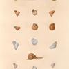 Mollusques: 1.- 4. Hélice pointue; 5.- 7. Hélice trochoïde; 8.-10. Hélice à fines raies; 11.- 13. Hélice transpatente; 14. Hélice zonaire; 15.- 17. Hélice coniforme.