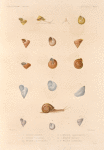 Mollusques: 1.- 4. Hélice pointue; 5.- 7. Hélice trochoïde; 8.-10. Hélice à fines raies; 11.- 13. Hélice transpatente; 14. Hélice zonaire; 15.- 17. Hélice coniforme.