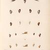 Mollusques: 1.- 3. Hélice trois lignes; 4. 5. Hélice melon; 6. 7. Variéte de la Sainte Hérele; 8. 9. Hélice; 10.- 11. Hélice de Carteret;  12.- 17. Hélice de la Vanikoro; 18.- 20. Hélice bossue; 21. 22. Variéte plus alongée.