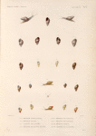 Mollusques: 1.- 3. Hélice trois lignes; 4. 5. Hélice melon; 6. 7. Variéte de la Sainte Hérele; 8. 9. Hélice; 10.- 11. Hélice de Carteret;  12.- 17. Hélice de la Vanikoro; 18.- 20. Hélice bossue; 21. 22. Variéte plus alongée.