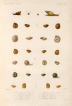 Mollusques: 1.- 3. Hélice de Dufresne; 4. Hélice Sénestre; 5.- 9. Hélix Misella (fer.); 10.- 13. Hélice Aplatie; 14.- 17. Hélice de la Nouve-Irlande; 18.- 21. Hélice de Jervis; 22.- 25. Hélix Exclusa (fer.) 26.- 30. Hélice Georgienne.