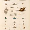 Mollusques: 1.- 4.  Vitrine Citrine; 5.- 7. Vitrine Flammulée; 8. 9. Vitrine de Western; 10. 11. Agathine Mauritienne; 12.- 15. Détails anatomiques de la Même; 16.- 18. Vitrine Verte; 19.- 23. Hélice de Tonga; 24.- 29. Hélice Cadran; 30.- 33. Hélice Petie clou; 34.- 38. Hélicine Rubanée var.