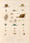 Mollusques: 1.- 4.  Vitrine Citrine; 5.- 7. Vitrine Flammulée; 8. 9. Vitrine de Western; 10. 11. Agathine Mauritienne; 12.- 15. Détails anatomiques de la Même; 16.- 18. Vitrine Verte; 19.- 23. Hélice de Tonga; 24.- 29. Hélice Cadran; 30.- 33. Hélice Petie clou; 34.- 38. Hélicine Rubanée var.