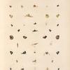 Mollusques: 1. à 10. Hélicines; 11. à 44.  Cyclostomes.