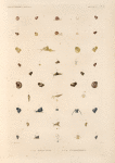 Mollusques: 1. à 10. Hélicines; 11. à 44.  Cyclostomes.