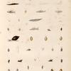 Mollusques: Limaces, Auricules &A.