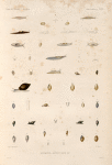 Mollusques: Limaces, Auricules &A.