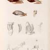 Mollusques: Auricule de Midas,  avec ses détails  anatomiques. (Nouvelle-Guinée.)