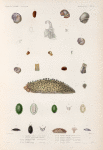 Mollusques: 1.- 8. Ampullacere aveline. (Nouvelle-Zélande.); 9. Sa variéte, pour la coquille seulement; 10.- 12. Ampullacere fragile. (Nouvelle-Hollande.); 13.- 16. Sa Variété; 17.- 18. Onchidie de Tonga; 19. 20. Onchidie découpée grossie. (Ascension.);  21.- 23. Onchidie patelloïde. (Nouvelle-Zellande.); 24.- 26. Onchidie noirâtre grossoe. (Nouvelle-Zélande.); 27. 28. Onchidie piquetée. (Nouvelle-Guinée.); 29. Onchidie cendrée.