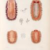 Mollusques: 1.- 5. Doris bordée. N.; 6.- 8. Doris Flammulée. N.