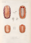 Mollusques: 1.- 5. Doris bordée. N.; 6.- 8. Doris Flammulée. N.