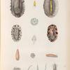 Mollusques: 1.- 4. Doris scabre; 5.- 7. Doris saifnante. N.; 8.- 10. Doris ponctuée. N.; 11.- 15. Doris éolide. N.