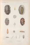 Mollusques: 1.- 4. Doris scabre; 5.- 7. Doris saifnante. N.; 8.- 10. Doris ponctuée. N.; 11.- 15. Doris éolide. N.