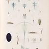 Mollusques: 1.- 5. Seyllé de Ghomfoda. (Mer des Moluques.); 6.- 14. Glaucus de Forster. (Océan Atlantique.); 15.- 18. Eolide annelée. (Nouvelle-Guinée.); 19. 20. Eolide longue queue (Détroit de cook.); 21.- 24. Briarée seolopendre (Dét de Gibraltar.); 25. Phyllidie trois lignes (Nouve-Irlande.); 26. 27. Phyllidie noire et blanehe. (Tonga-Tabou.).