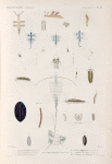 Mollusques: 1.- 5. Seyllé de Ghomfoda. (Mer des Moluques.); 6.- 14. Glaucus de Forster. (Océan Atlantique.); 15.- 18. Eolide annelée. (Nouvelle-Guinée.); 19. 20. Eolide longue queue (Détroit de cook.); 21.- 24. Briarée seolopendre (Dét de Gibraltar.); 25. Phyllidie trois lignes (Nouve-Irlande.); 26. 27. Phyllidie noire et blanehe. (Tonga-Tabou.).