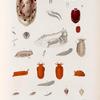 Mollusques: 1.- 6. Pleurobranche mamelonné. N.; 7.- 10. Pleurobranche de Pélon; 11.- 14. Pleurobranchidie maculée. N.; 15.- 19.  Pleurobranche ponché. N.; 20.- 24. Pleuraobranche corne. N.