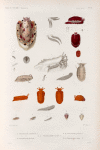 Mollusques: 1.- 6. Pleurobranche mamelonné. N.; 7.- 10. Pleurobranche de Pélon; 11.- 14. Pleurobranchidie maculée. N.; 15.- 19.  Pleurobranche ponché. N.; 20.- 24. Pleuraobranche corne. N.