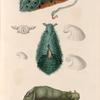 Mollusques: 1.- 3. Aplysie de Hasselt, Variété. (Ile de France.); 4. 5. Aplysie de rumph, variéte. (Tonga-Tabou.); 6. 7. Aplysie de Tonga. (Tonga-Tabou.).