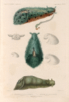 Mollusques: 1.- 3. Aplysie de Hasselt, Variété. (Ile de France.); 4. 5. Aplysie de rumph, variéte. (Tonga-Tabou.); 6. 7. Aplysie de Tonga. (Tonga-Tabou.).