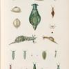 Mollusques: 1. 2. Aplysie tigrine. (Ire-de-France.); 3. 4. Aplysie gélatineuse. (Ile-de-France.); 5. 6. Aplysie julienne. (Ile-de-France.); 7. Aplysie rousse. (Guam.); 8. Aplysie cirrhifère. (Ile-de-France.); 9.- 11. Aplysie striée. (Nouvele-Hollande.); 12.- 17. Placobranche ocellé variété. (Tonga-Tabou.); 18. - 20. Actéon austral. (Nouv-Hollande.); 21. 22. Fucole rouge. (Tonga-Atlantique.).