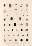 Mollusques: 1.- 12. Siphonaire de  Diemen; 13. 14. Siphonaire ponctuée; 15. 16. Siphonaire de Guam; 17. 18. Siphonaire Zélandaise; 19. 20. Siphonaire denticulée; 21. 22. Siphonaire aplatie; 23. 24. Siphonaire d' Algesiras; 25. 26. Siphonaire plissée; 28. 29. Siphonaire du Cap; 30. 31. Siphonaire verte; 32.- 34. Siphonaire australe; 35.- 37.  Siphonaire pointue; 38.- 40. Siphonaire albieante; 41. 42. Siphonaire de Vanikoro.