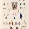 Mollusques: 1.- 3. Bulle rayée. N. (Îre-de-France.); 4.- 7. Bulle banderolle. N. (Îre-de-France.); 8. 9. Bulle Stiée. N. (Nouv-Hollande.); 10.- 12. Bulle glauque. N. (Nouv-Irlande.); 13.- 16. Bulle verte. Rang. (Guam.); 17.- 19. Bulle ovoïde. N. (Guam.); 20.-25. Bulle hirondelle. N. (Îre-de-France.); 26. 27. Bulle grelot. N. (Guam.); 28.- 30. Bulle Arachide. N. (Nouv-Hollande.); 31. 32. Bulle deux-bandes. N. (Nouv-Hollande.); 33.- 35. Bulle en roulleau. N. (Guam.) 36. 37. Bulle courte. N. (Nouv-Hollande.); 38. 39. Bulle australe. N. (Nouv-Hollande.); 40.- 44. Bulle jaune. N. (Nouv-Guinée.)..)