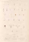 Mollusques: 1.- 5. Cleodore, Cuspidée; 6.- 13. Cleodore, Lanceolée; 14.- 16. Cleodore, Oléne; 17.- 19. Hyale, à Trois pointes; 20.- 24. Hyale, Longuristre; 25.- 30. Cymbulie, Ovule; 31. 32. Cymbulie de Noreolck; 33. 34. Cymbulie Rayonnée; 35. 36. Cymbulie Ponctuée; 37 Clio Pyramidale.