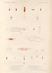 Mollusques: 1.- 6. Pneumoderme de Péron; 7.- 9. Pélagie, Blanche; 10.- 13. Phylliroé d'Amboine; 14. Phylliroé Rouge; 15.- 18. Phylliroé, Pyqueté; 19. 20. Pneumoderme, Laqué; 21.- 24. Variété du Méme; 25. Pneumoderme, Transparent.