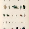 Mollusques: 1.- 4. Buccin, Ondulé; 5.- 7. Buccin, Cerclé; 8.- 12.  Buccin, Ecaillé; 13. Le Méme, Variété; 14.- 16. Buccin, Linéolé. N.; 17. 18. Buccin, à Côtes. N.; 19. 20.  Le Méme Variéte; 21. 22. Buccin, Criblaire; 23.- 25. Buccin, Bariolé. N.; 26.- 28. Buccin, Litiope;  29.- 31. Buccin, Frammulé. N.; 32.- 34. Buccin, Violacé. N.