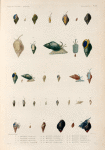 Mollusques: 1.- 4. Buccin, Ondulé; 5.- 7. Buccin, Cerclé; 8.- 12.  Buccin, Ecaillé; 13. Le Méme, Variété; 14.- 16. Buccin, Linéolé. N.; 17. 18. Buccin, à Côtes. N.; 19. 20.  Le Méme Variéte; 21. 22. Buccin, Criblaire; 23.- 25. Buccin, Bariolé. N.; 26.- 28. Buccin, Litiope;  29.- 31. Buccin, Frammulé. N.; 32.- 34. Buccin, Violacé. N.