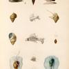 Mollusques: 1.- 4. Buccin, Lime; 5. 6. Buccin, Raifort; 7.- 9. Struthiolaire, Crénulée; 10.- 13. Éburne, canaliculée; 14.-16. Buccin, Lisse; 17. Buccin, Agathe.