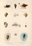 Mollusques: 1.- 4. Buccin, Lime; 5. 6. Buccin, Raifort; 7.- 9. Struthiolaire, Crénulée; 10.- 13. Éburne, canaliculée; 14.-16. Buccin, Lisse; 17. Buccin, Agathe.