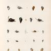 Mollusques: 1.- 4. Buccin casquillon; 5.- 7. Buccin pauvret; 8.- 10. Buccin couronné;  11. 12. Variété dy méme; 13.- 15. Buccin olivâtre; 16. 17. Buccin réticulé; 18.- 21. Buccin facié; 22.- 24. Buccin thersite; 25.- 27. Buccin, globuleux. N.; 28. 29. Buccin de Jackson, N.; 30. 31. Buccin treillisée, N.; 32. 33. Buccin muriqué, N.