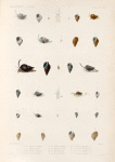 Mollusques: 1.- 4. Buccin casquillon; 5.- 7. Buccin pauvret; 8.- 10. Buccin couronné;  11. 12. Variété dy méme; 13.- 15. Buccin olivâtre; 16. 17. Buccin réticulé; 18.- 21. Buccin facié; 22.- 24. Buccin thersite; 25.- 27. Buccin, globuleux. N.; 28. 29. Buccin de Jackson, N.; 30. 31. Buccin treillisée, N.; 32. 33. Buccin muriqué, N.