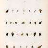 Mollusques: 1.- 3. Littorine anfulifére. (Tonga-Tabou.); 1.- 7. Littorine de Sydney; 8.- 11. Littorine de Diémen (De van-diemen.); 12.- 15. Littorine pyramidale. (Nouv-Hollande.); 16.- 19. Littorine miliaire. (Ascension.); 20. 21. Littorine ceinte grossie. (Nouv-Zélande.); 22. 24. Planaxe noire grossie. (Nouv-Irlande.); 25.- 29. Planaxe sillonnée. (Vanikoro.); 30.- 32. Planaxe courte. (Guam.); 33. 34. Planaxe décollée. (Nouv-Guinée.); 35.- 37. Variétéde l'animal. (Nouv-Irlande.); 38. 39. Rissoaire striée. (Vanikoro.)