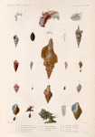 Mollusques: 1.- 3. Fuseau filamenteux; 4.- 7. Pleurotome tou-de-babel; 8.- 9.  Pleurotome hérissé; 10. 11. Pleurotome rosé; 12. 13. Fuseau polygone; 14. Turbinelle sianoise; 15. 16. sa variété; 17.- 19. Turbinelle nassatule; 20.- 22. Turbinelle pruniforme; 23. sa variété; 24.- 26. Turbinelle cornigere.