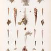 Mollusques: 1. 2. Rocher chicorée renflée. (Anatomie.); 3. 4. Rocher fine épine; 5.- 7. Rocher zélandais. N.; 8. 9. Rocher octogone. N.; 10.- 12.  Rocher palme de rosier. Var; 13.- 16. Rocher ricinuloïde. N.; 17. 18. Vis polie; 19. 20. Vis tigrée; 21. 22. Vis chapelet. N.; 23. 24. Vis striée. N.; 25. 26. Vis rubannée. N.; 27. 28. Vis cancellée. N.; 29. 30. Vis plombée. N.; 31. Anatomie de Vis.