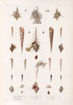 Mollusques: 1. 2. Rocher chicorée renflée. (Anatomie.); 3. 4. Rocher fine épine; 5.- 7. Rocher zélandais. N.; 8. 9. Rocher octogone. N.; 10.- 12.  Rocher palme de rosier. Var; 13.- 16. Rocher ricinuloïde. N.; 17. 18. Vis polie; 19. 20. Vis tigrée; 21. 22. Vis chapelet. N.; 23. 24. Vis striée. N.; 25. 26. Vis rubannée. N.; 27. 28. Vis cancellée. N.; 29. 30. Vis plombée. N.; 31. Anatomie de Vis.