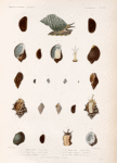 Mollusques: 1.- 3. Pourpre nattée. (Nouvelle-Zélande.); 4.- 8. Pourpre seau. (Nouvelle-Zélande.); 9.- 11. Pourpre monodonte. (Tonga-Tabou.); 12.- 14. Pourpre striée. (Nouvelle-Guinée.); 15. 16. Pourpre treillisée. (Tonga-Tabou.); 17.- 19. Pourpre arnugere, var. (Tonga-Tabou.); 20.- 23. Pourpre de l'Ascension. (Ascension.)