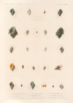 Mollusques: 1.- 4.  Pourpre, Marron d'inde var; 5. 6. Autre variété; 7.- 9. Pourpre, Nassoïde. N.; 10. 11. La méme, Variété; 12. 13. Pourpre, Rape. N.; 14.- 16. Pourpre, Bourgeonnée; 17. 18. Pourpre, Réticulee. N.; 19.- 21. Pourpre, Rugueusu. N.; 22.- 24. Pourpre, Bouche-violette.